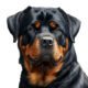 Rebel Rottweilers Gravatar