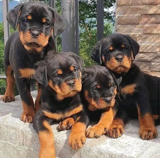 4 Rebel Rottweiler Puppies