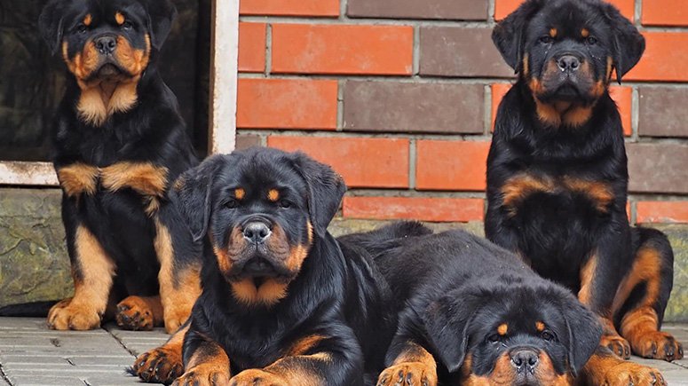 Common Challenges When Raising a Rottweiler Puppy