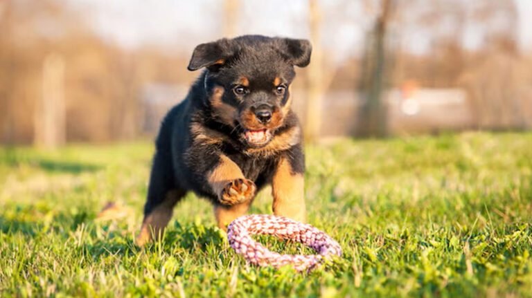 Creating a Safe Space for Your Rottweiler Puppy