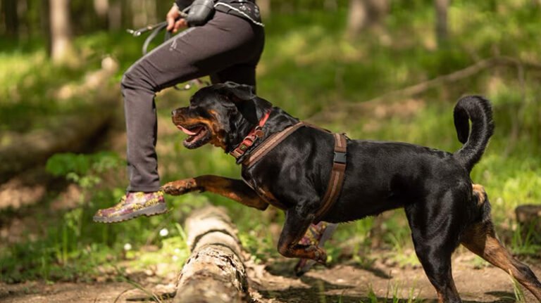 How My Rottweiler Became My Best Hiking Companion