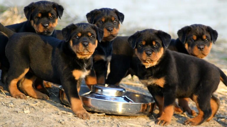 Rottweiler Puppy Growth Stages