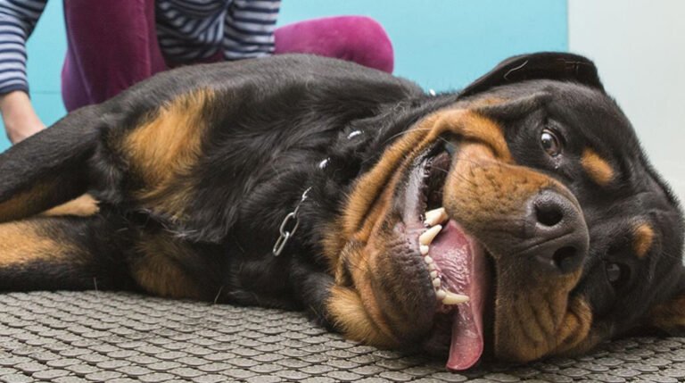 Rottweiler-Specific Health Issues to Watch Out For