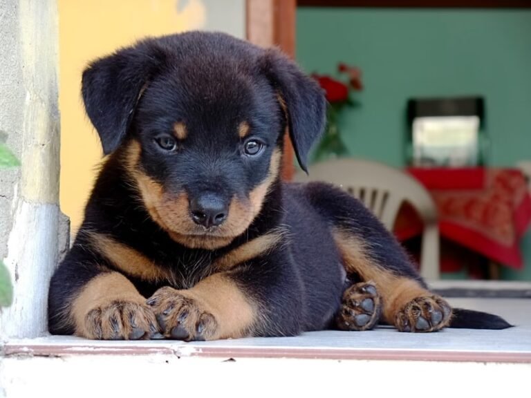 THE FIRST WEEK WITH YOUR ROTTWEILER PUPPY