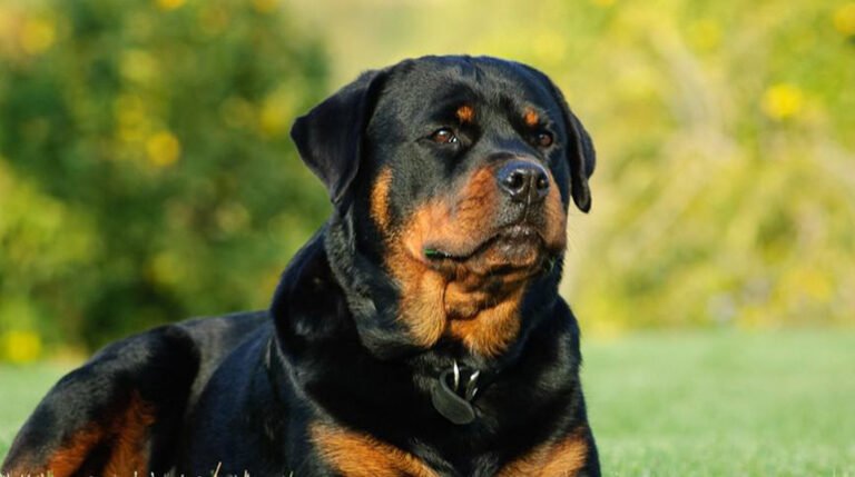 The Ideal Diet for Senior Rottweilers