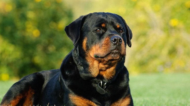 The Ideal Diet for Senior Rottweilers