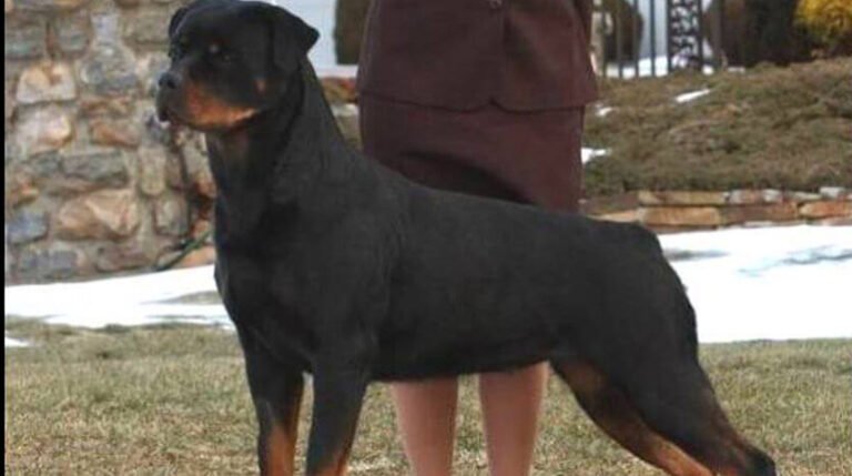 The Importance of Structure in Dog Shows for Rottweilers