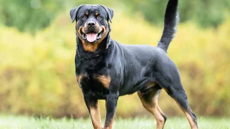 The Science Behind Rottweiler Coat Color Genetics