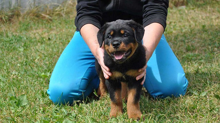 Training a Stubborn Rottweiler: Tips and Tricks