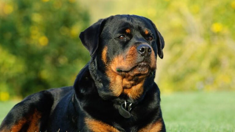 Understanding Line Breeding in Rottweilers