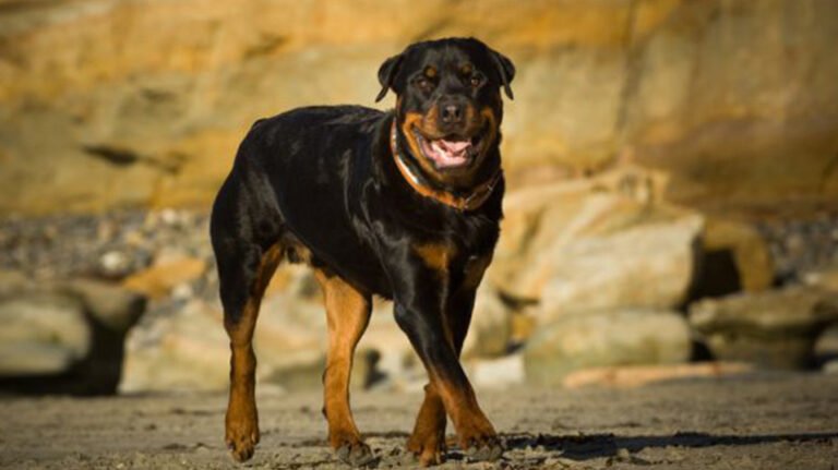 Signs of Anxiety in Rottweilers and How to Manage It