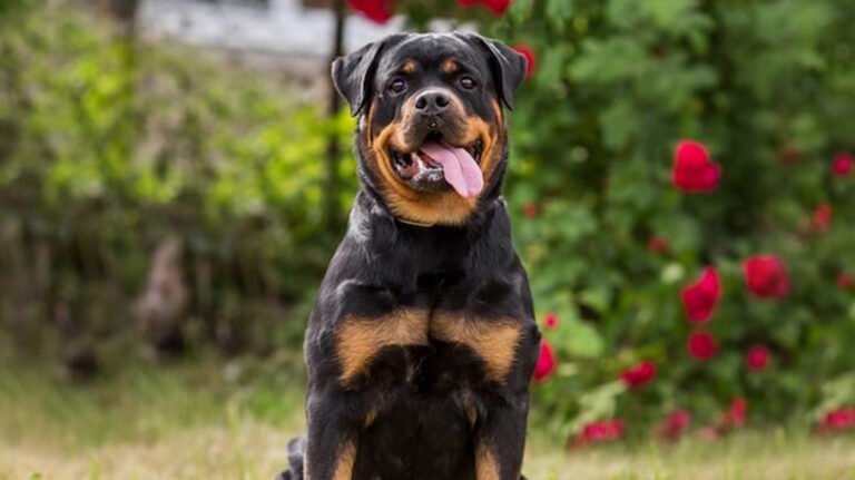 How to Correct Unwanted Behavior in Rottweilers