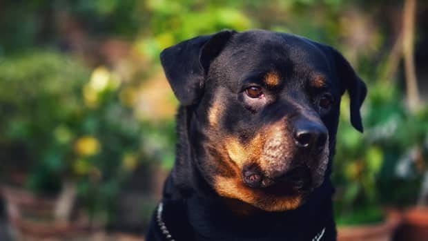 BEST PRACTICES FOR BREEDING ROTTWEILERS