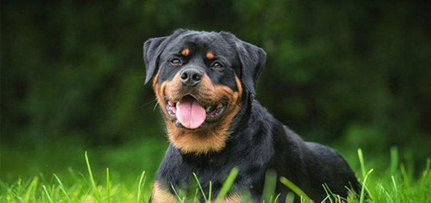 All About The Rottweiler- What Makes The Rottweiler So Amazing
