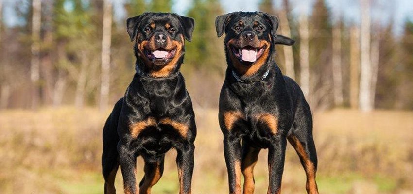 The Search for Our Foundational German Rottweilers- Building the Heart of Rebel Rottweilers