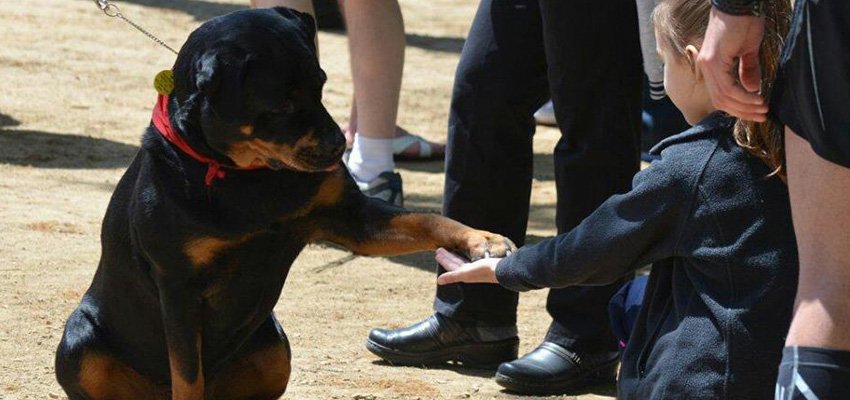 German Rottweilers in Therapy and Service Work- Loyalty, Strength, and Heart