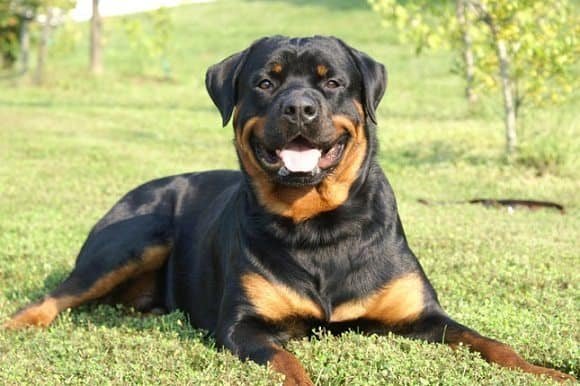 German Rottweiler