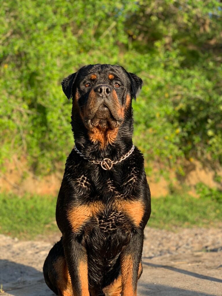 German Rottweiler