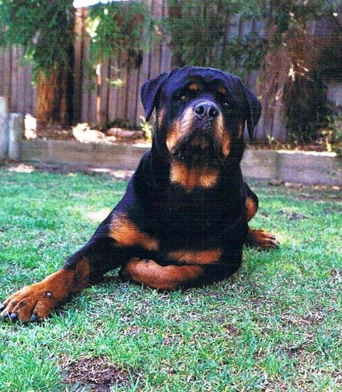 AKC German Rottweiler