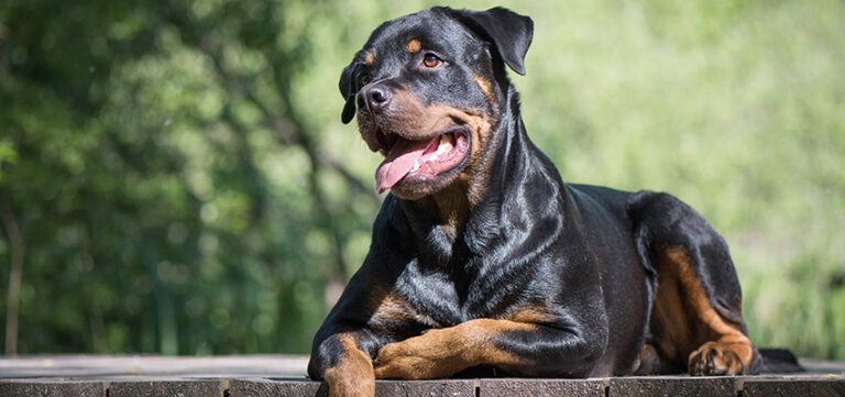 Raising a Confident Rottweiler: Training and Socialization for a Balanced Companion