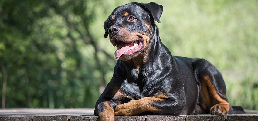 Raising a Confident Rottweiler: Training and Socialization for a Balanced Companion