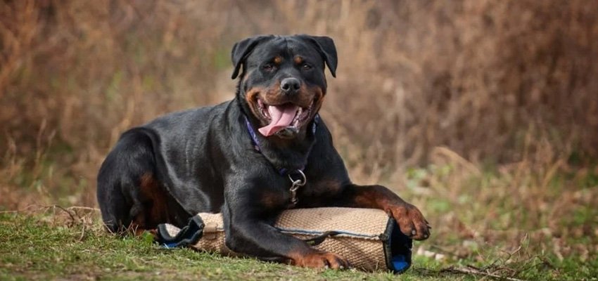 Raising a Well-Balanced German Rottweiler- Training for Confidence, Respect, and Obedience