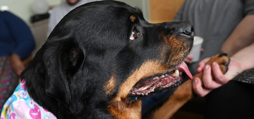 The Healing Power of Strength: Rottweilers in Therapy Work