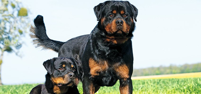 The Heart Beneath the Muscle: The True Nature of the Rottweiler