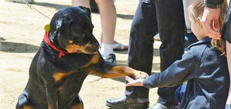 Training Your Rottweiler for Therapy Certification: A Step-by-Step Guide