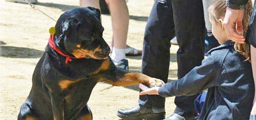 Training Your Rottweiler for Therapy Certification: A Step-by-Step Guide