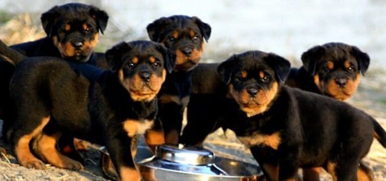 Rebel Rottweilers Puppy Buyer Guide: Welcome To The Rebel Rottweilers Family