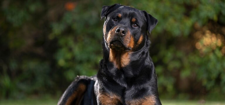 Why We Chose the Rottweiler: Our Decision and Vision